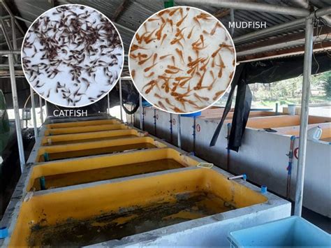 New ways to raise dalag, hito will boost fish supply.